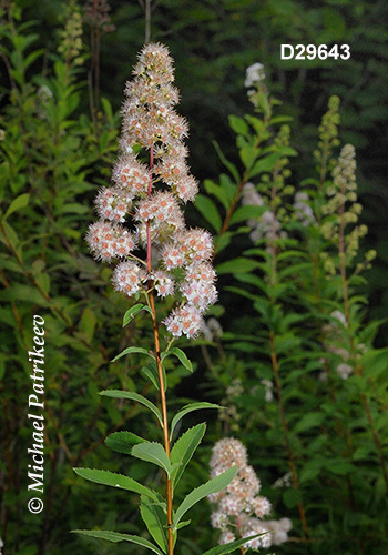 Narrowleaf Meadowsweet (Spiraea alba)